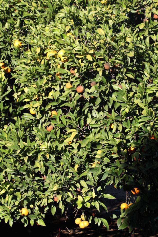            Habit (Riverside, CA)   